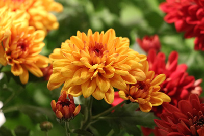 Chrysanthemum