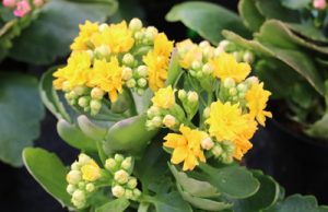 Flammendes Kätchen Kalanchoe