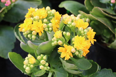 Flammendes Kätchen Kalanchoe