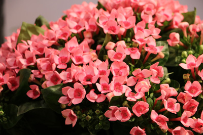 Flammendes Kätchen Kalanchoe 