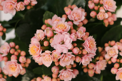 Flammendes Kätchen Kalanchoe 