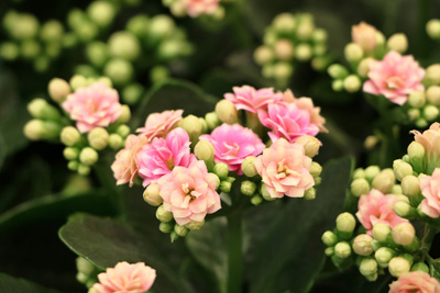 Flammendes Kätchen Kalanchoe 