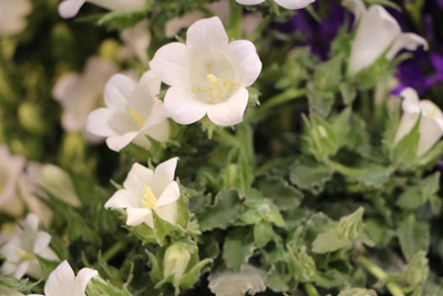Glockenblume