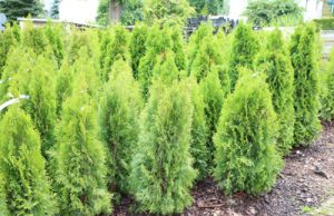 Thuja