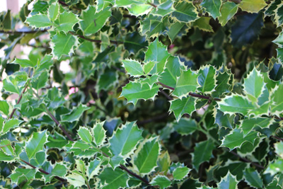 Stechpalme Ilex