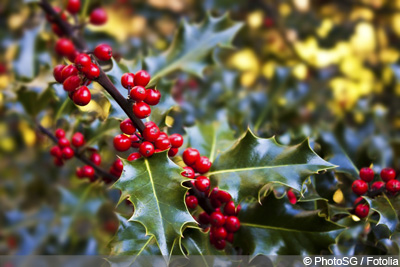 Stechpalme Ilex