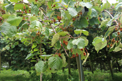 Kiwi, Actinidia deliciosa 