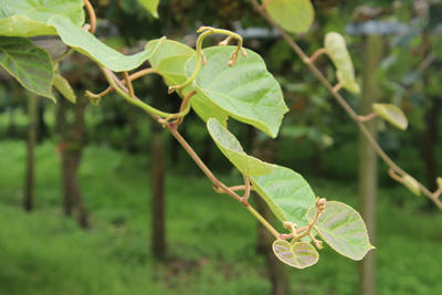 Kiwi, Actinidia deliciosa 