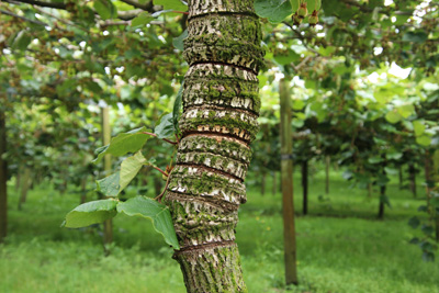 Kiwi, Actinidia deliciosa 