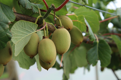 Kiwi, Actinidia deliciosa 