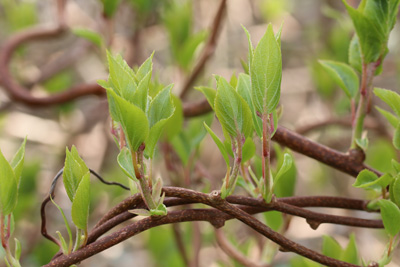 Kiwi, Actinidia deliciosa 