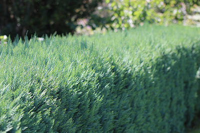 Thuja 