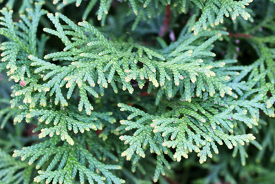 Thuja 