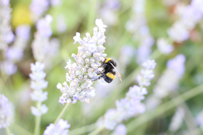 Erdwespen bekämpfen Hummel