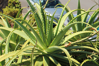 Aloe Vera Pflanze