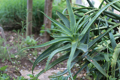 Aloe Vera Pflanze