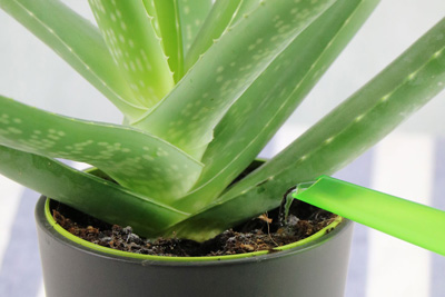 Aloe Vera Pflanze gießen