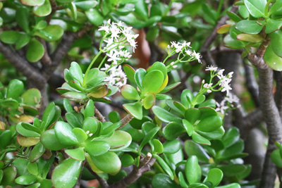 Crassula ovata Geldbaum 