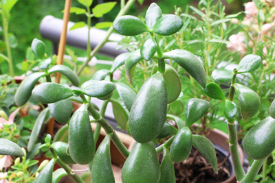 Crassula ovata Geldbaum 