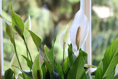 Einblatt Spathiphyllum 