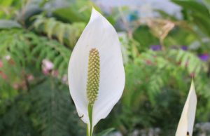 Einblatt Spathiphyllum