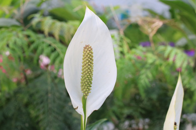 Einblatt Spathiphyllum