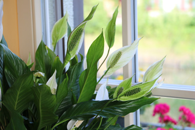 Einblatt Spathiphyllum 