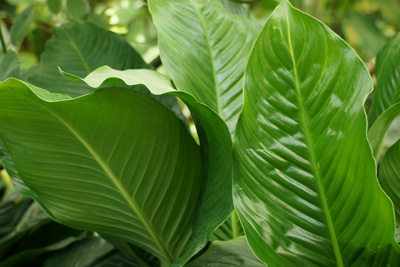 Einblatt Spathiphyllum 