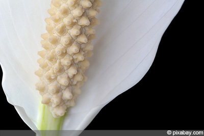 Einblatt Spathiphyllum 