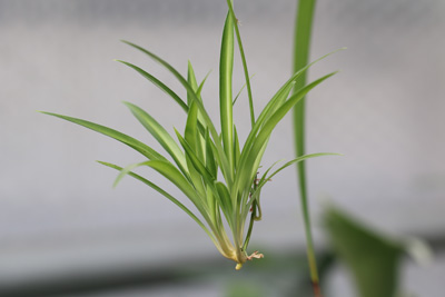 Grünlilie Chlorophytum comosum