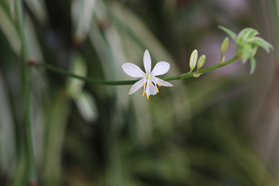 Grünlilie Chlorophytum comosum