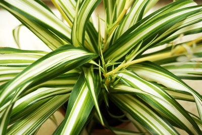 Grünlilie - Chlorophytum comosum