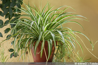 Grünlilie Chlorophytum comosum