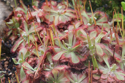 Sonnentau Drosera 