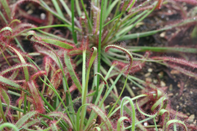 Sonnentau Drosera