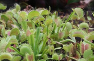 Venusfliegenfalle Dionaea muscipula