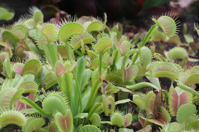 Venusfliegenfalle Dionaea muscipula