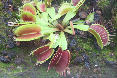 Venusfliegenfalle Dionaea muscipula 