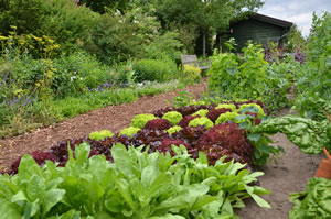 Bauerngarten Bauerngarten