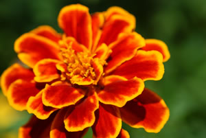 Tagetes, Studentenblume Tagetes, Studentenblume