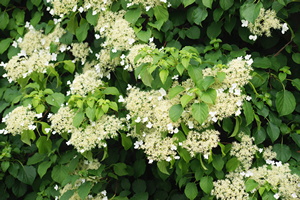 Kletterhortensie Kletterhortensie