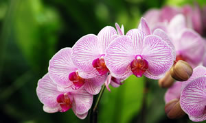 Orchideen Orchideen