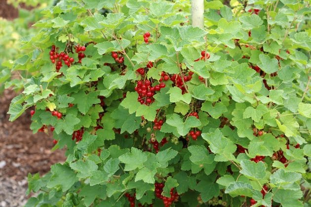 Johannisbeeren - Pflanzen, Schneiden und Sorten - Gartendialog.de