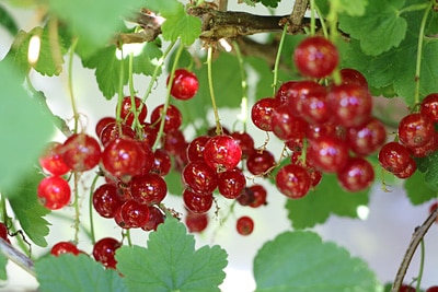 Johannisbeeren