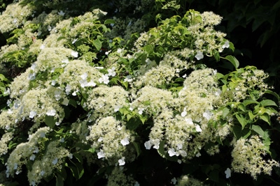 Hydrangea petiolaris