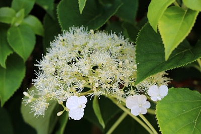 Kletterhortensie