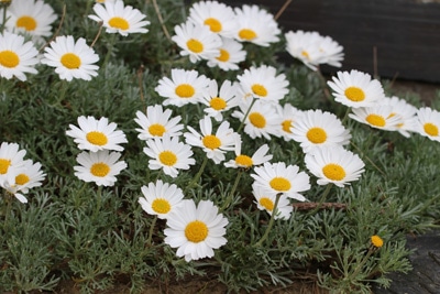 Leucanthemum