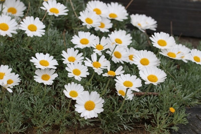 Leucanthemum