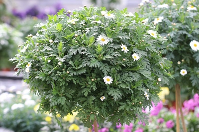 leucanthemum