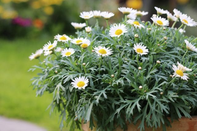 Margeriten